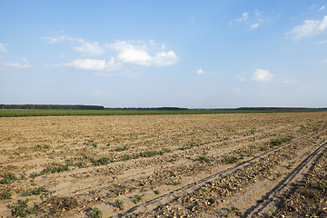 Image showing Harvesting onion field  