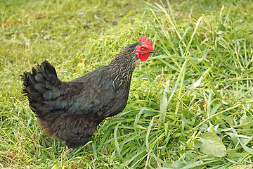 Image showing Black hen among grasses