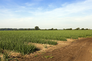 Image showing sprouts green onions  