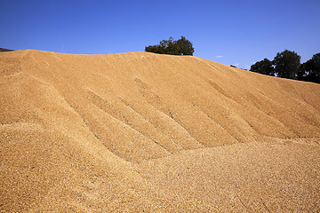 Image showing wheat crop , close up