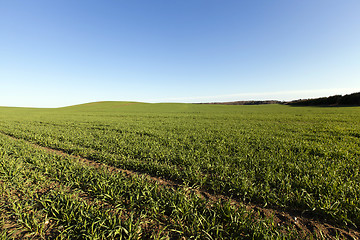 Image showing   green grass grows