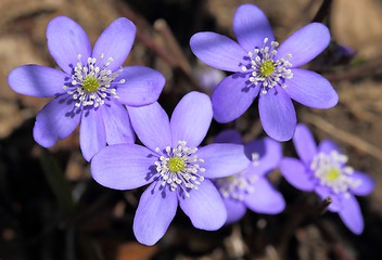 Image showing Anemone hepatica