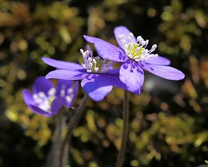 Image showing Anemone hepatica