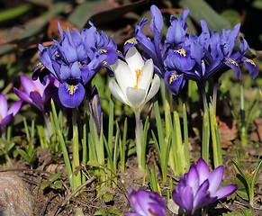 Image showing Iris pumila