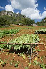 Image showing tobacco