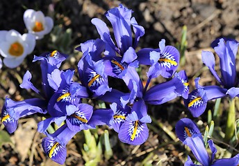 Image showing Iris pumila.