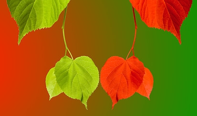 Image showing Red and green tilia leaves on multicolor background