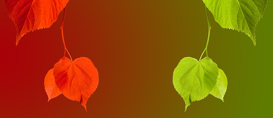 Image showing Red and green linden-tree twigs on multicolor background
