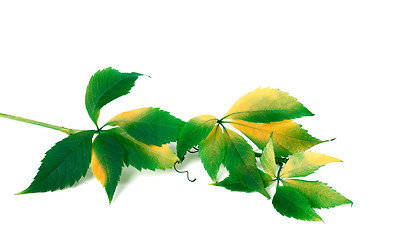 Image showing Green yellowed branch of grapes leaves