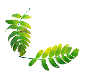 Image showing Rowan leaf isolated on white background
