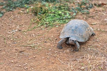 Image showing Turtle on the land