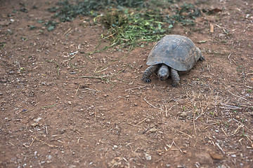 Image showing Turtle on the land