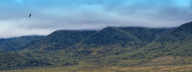 Image showing Bird kite hawk above mountain