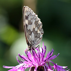 Image showing Butterfly on a green background