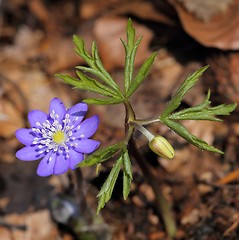 Image showing Anemone hepatica