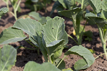 Image showing Field of cabbage, spring  