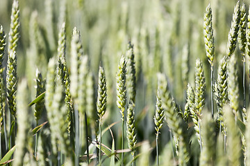 Image showing unripe ears of wheat  