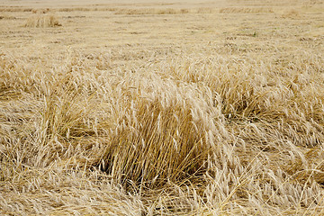 Image showing ripe yellow cereals  