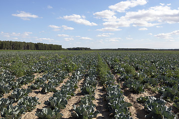 Image showing green cabbage in a field  