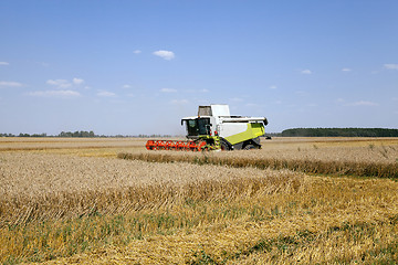 Image showing  cereals in summer.