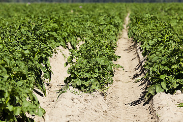 Image showing Agriculture,   potato field 