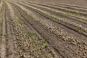 Image showing Harvesting onion field  