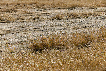 Image showing farm field cereals 