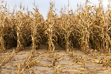 Image showing mature corn ,  autumn