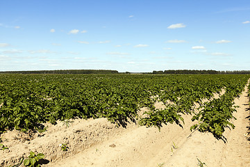 Image showing Agriculture,   potato field  