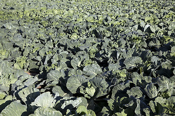 Image showing green cabbage in a field  