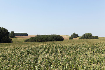 Image showing Corn field, forest  