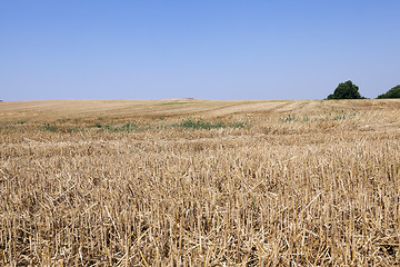 Image showing collection of rye crops  