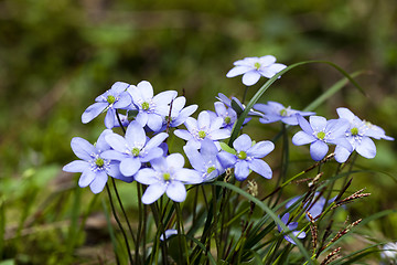 Image showing spring flowers , forest