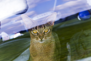 Image showing Abyssinian cat behind the glass 