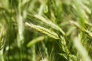 Image showing immature cereals ,  wheat