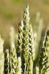 Image showing ripe yellow cereals 