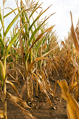 Image showing yellowing corn field  