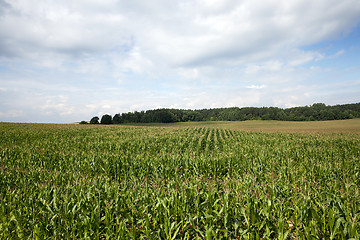 Image showing corn field, agriculture 