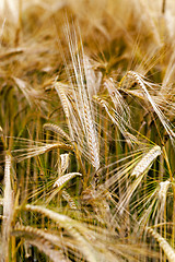 Image showing   ripe rye yellowed