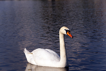 Image showing dirty swan lake  