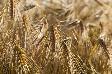 Image showing Field of cereal in the summer  