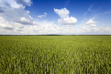 Image showing immature cereals , field