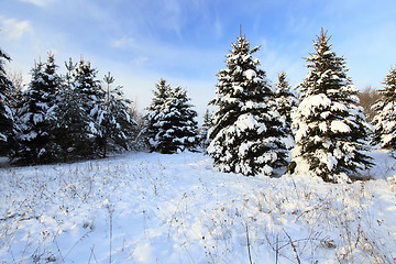 Image showing small fir trees 