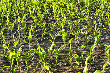 Image showing   green corn sprouted