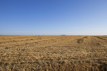 Image showing harvesting wheat, cereals 