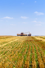 Image showing harvesting wheat, cereals  