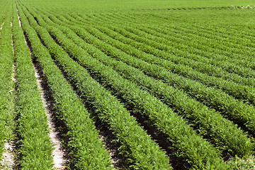 Image showing Field with carrot  