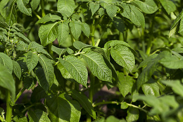 Image showing Field with potato 