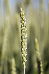 Image showing unripe ears of wheat  