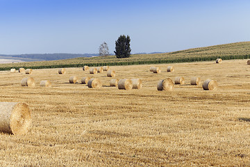 Image showing haystacks in a field of straw  